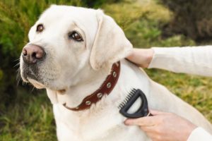 10 Best Dog Brushes for Labs in 2024 – Reviews & Top Picks