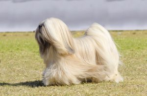 How Dog Hair Is Making a Resurgence as a Sustainable Textile