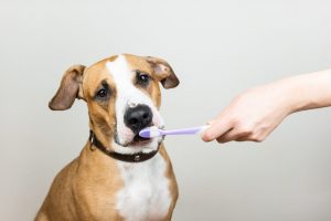 This Toothpaste For Dogs Works Without Brushing