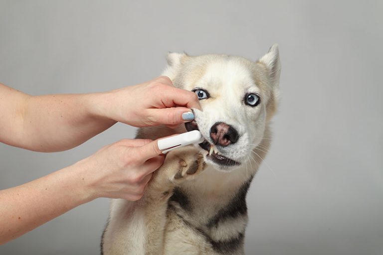 10 Alternatives to Brushing Your Dog’s Teeth Approved by Our Vet