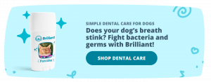 Why, When, and How Often Should You Brush Your Dogs' Teeth
