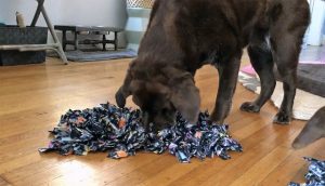 Under $10 DIY Snuffle Mat for Dogs: Easy Canine Enrichment