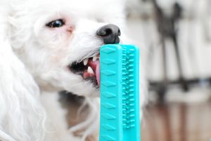 Review: This Must-See Dog Toy Actually Brushes Your Dog’s Teeth!