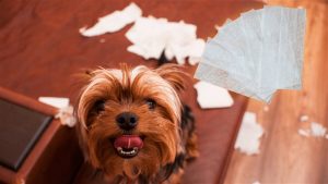 Dog Ate Dryer Sheets? Risks And What You Need To Do Now!