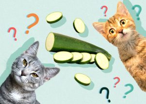 Can Cats Eat Zucchini? Vet-Reviewed Facts and Tips