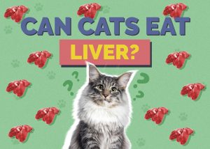 Can Cats Eat Liver? Vet-Reviewed Nutrition Facts & FAQ