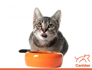 Do Cats Prefer Raw or Cooked Food? 