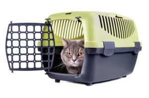 Getting Your Cat Used to A Carrier | Alida's Pet Resort