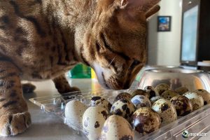 The Ultimate Guide to Quail Eggs for Cats: A Nutritional Powerhouse in a Tiny Shell