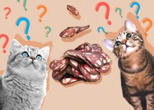 Can Cats Eat Salami? Vet-Reviewed Potential Health Risks