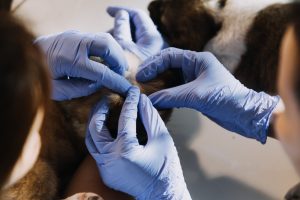 Yeast Infections in Dogs and Cats