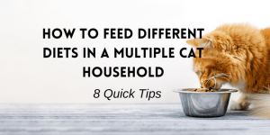 How to Feed Different Diets in a Multiple Cat Household: 8 Quick Tips