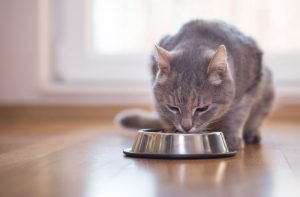 Emergency cat food: The human foods cats can eat
