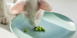 Can Cats Eat Beans?