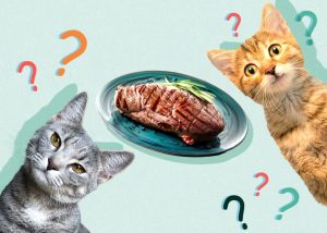 Can Cats Eat Steak? Vet Approved Health & Nutrition Guidelines