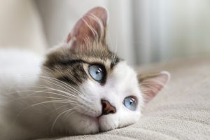 Diet For Cats With Cancer