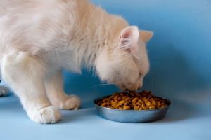 Diet for Cats With Kidney Disease