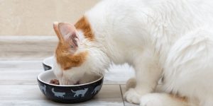 6 Delicious Homemade Cat Food Recipes (Vet Approved)