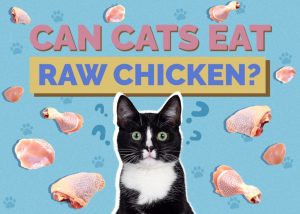 Can Cats Eat Raw Chicken? Vet-Approved Health & Safety Guide