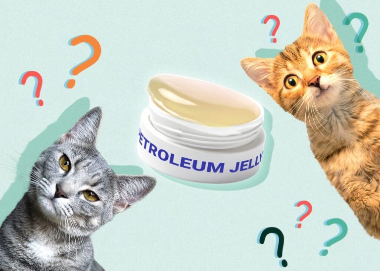 Can Cats Eat Vaseline? Vet-Reviewed Health & Safety Facts