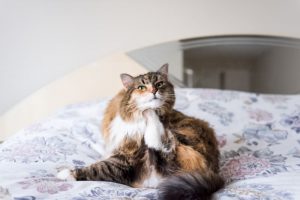 What Can I Give My Cat For Their Allergies?