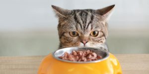 Do Cats Need Vitamin C?