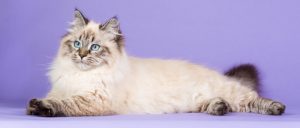 11 Long-Haired Cat Breeds (& How to Groom Them)