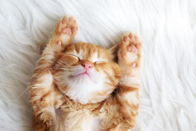 75 Cat Instagram Captions (aka Cat-sions) that are the Cat’s Meow