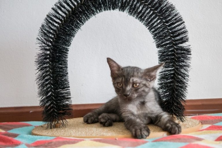 3 DIY Cat Grooming Arch & Self Groomers You Can Make Today (With Pictures)