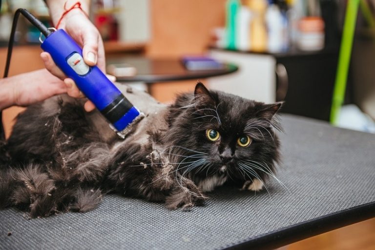 8 Useful & Cute Cat Haircuts in 2024 (With Pictures)