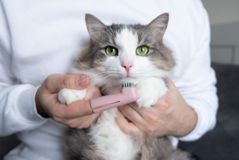 Grooming Your Cat at Home