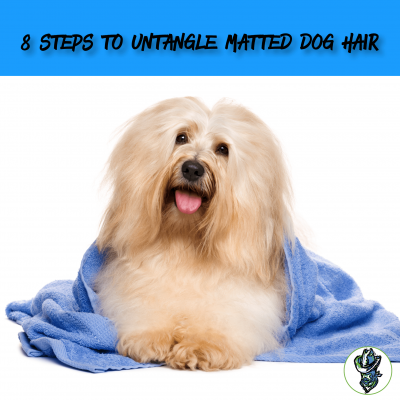 8 Steps to Untangle Matted Dog Hair