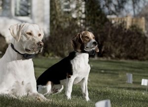 How To Use An Electronic Dog Training Collar