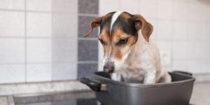 How to help if your dog suffers a painful burn or scald