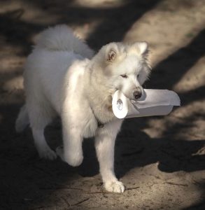 Dog Ate Paper Towel: What to Do Next
