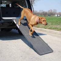 10 Best Dog Ramps For Older Dogs in 2024 – Reviews & Top Picks