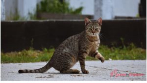 Where can I find stray cats in Singapore?