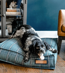 Guide To Buying A Long-Lasting Dog Bed