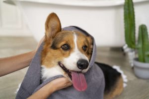 How to Restrain a Dog with a Towel?