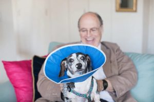 DOG CONE ALTERNATIVES:  11 Innovative Solutions for Your Dog's Recovery