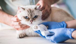 How to Bandage a Cat Paw: 6 Vet-Approved Easy Steps