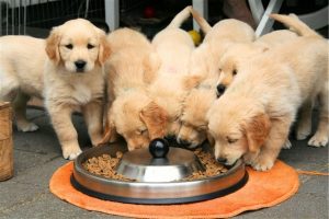 Why Do Dogs Cover Their Food? 7 Reasons & When It’s A Problem